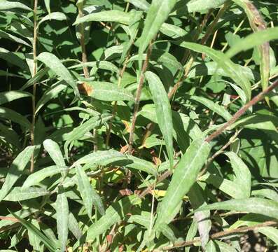 Image of mountain aster