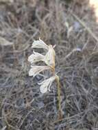 Image of Schiedeella crenulata (L. O. Williams) Espejo & López-Ferr.