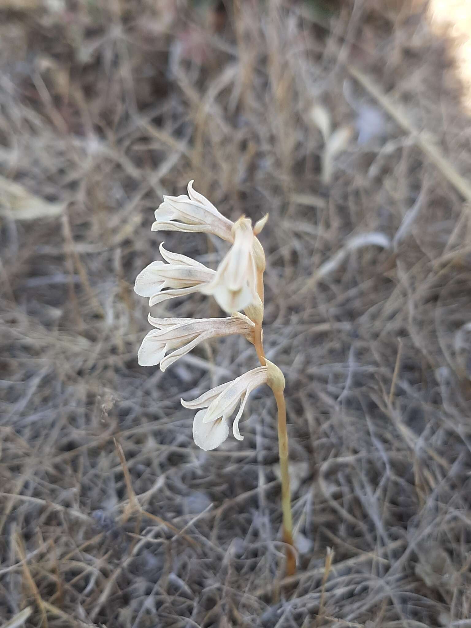 Image of Schiedeella crenulata (L. O. Williams) Espejo & López-Ferr.