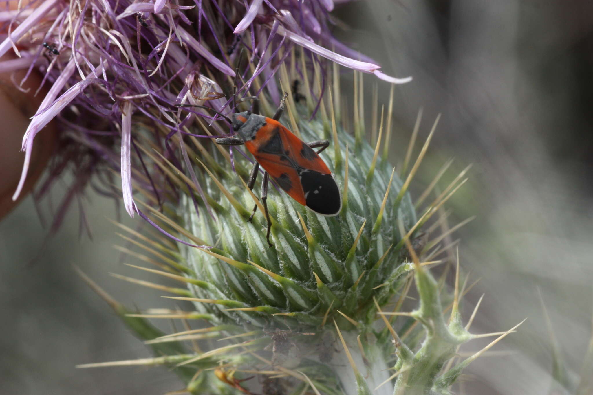 Image of Lygaeus reclivatus reclivatus Say & T. 1825