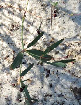 Image of coastal sand spurge