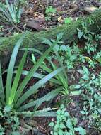 Image of Dietes iridioides subsp. iridioides