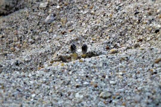 Image of Atlantic Ghost Crab