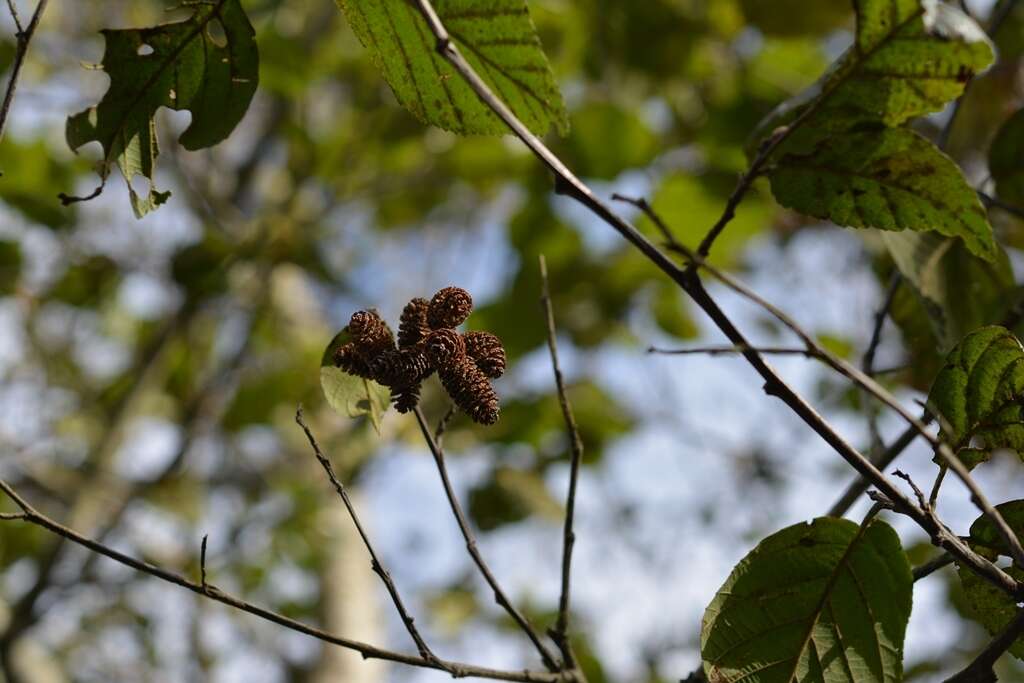 Imagem de Alnus acuminata subsp. arguta (Schltdl.) Furlow