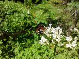 Image of Bog hoverfly