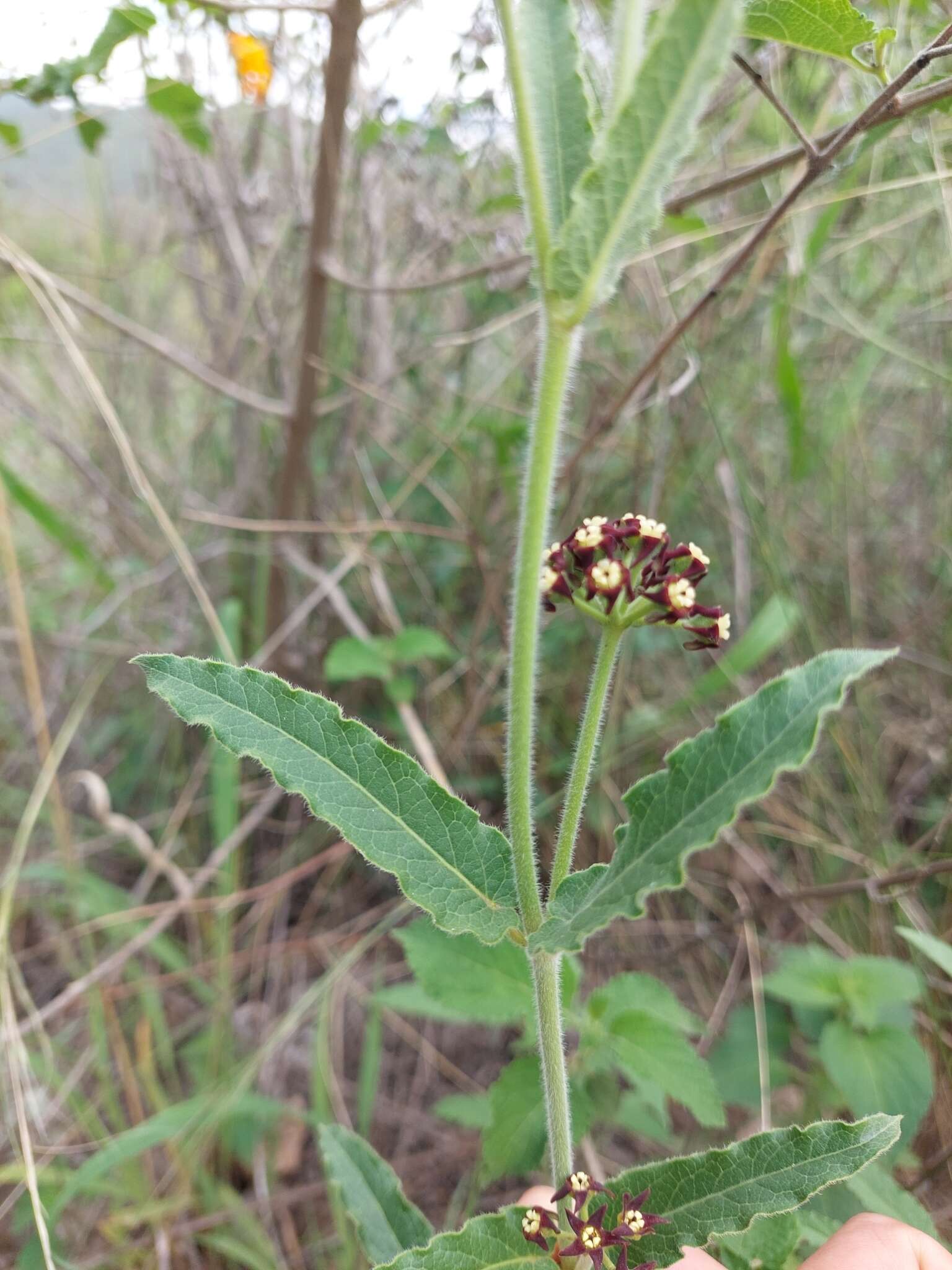 Image of Oxypetalum arnottianum Buek ex Fourn.