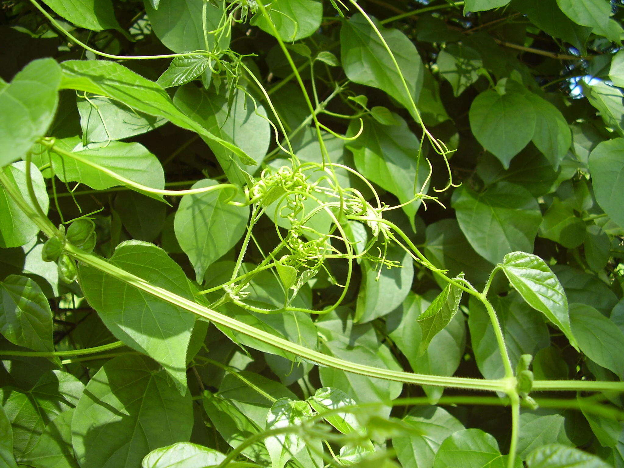 Image of Monkey comb