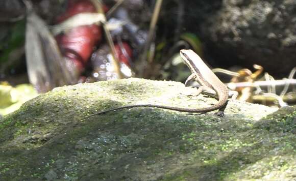 Imagem de Eutropis lapulapu