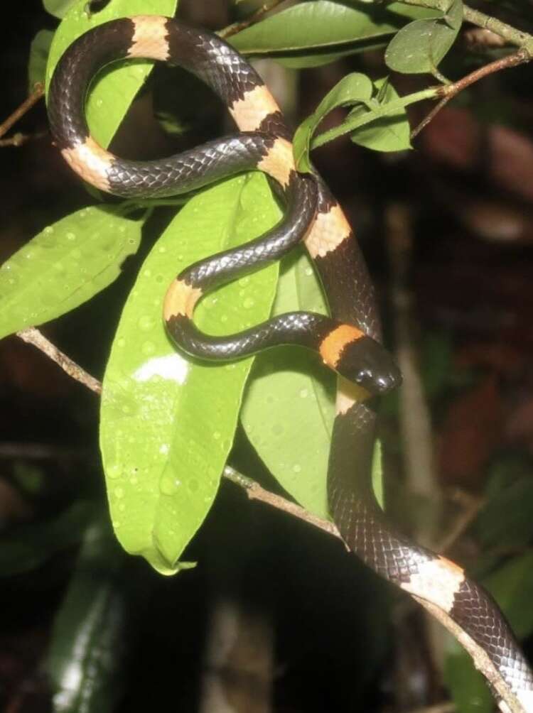 Image of Snail-eating Thirst Snake