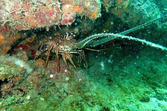 Image of Caribbean Spiny Lobster