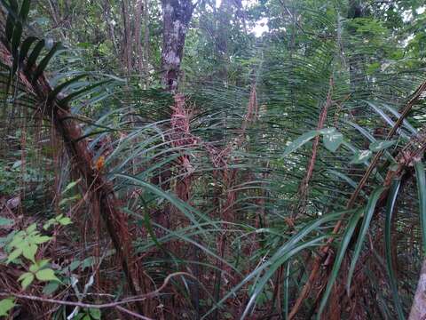 Image of Ceratozamia mirandae Vovides, Pérez-Farr. & Iglesias