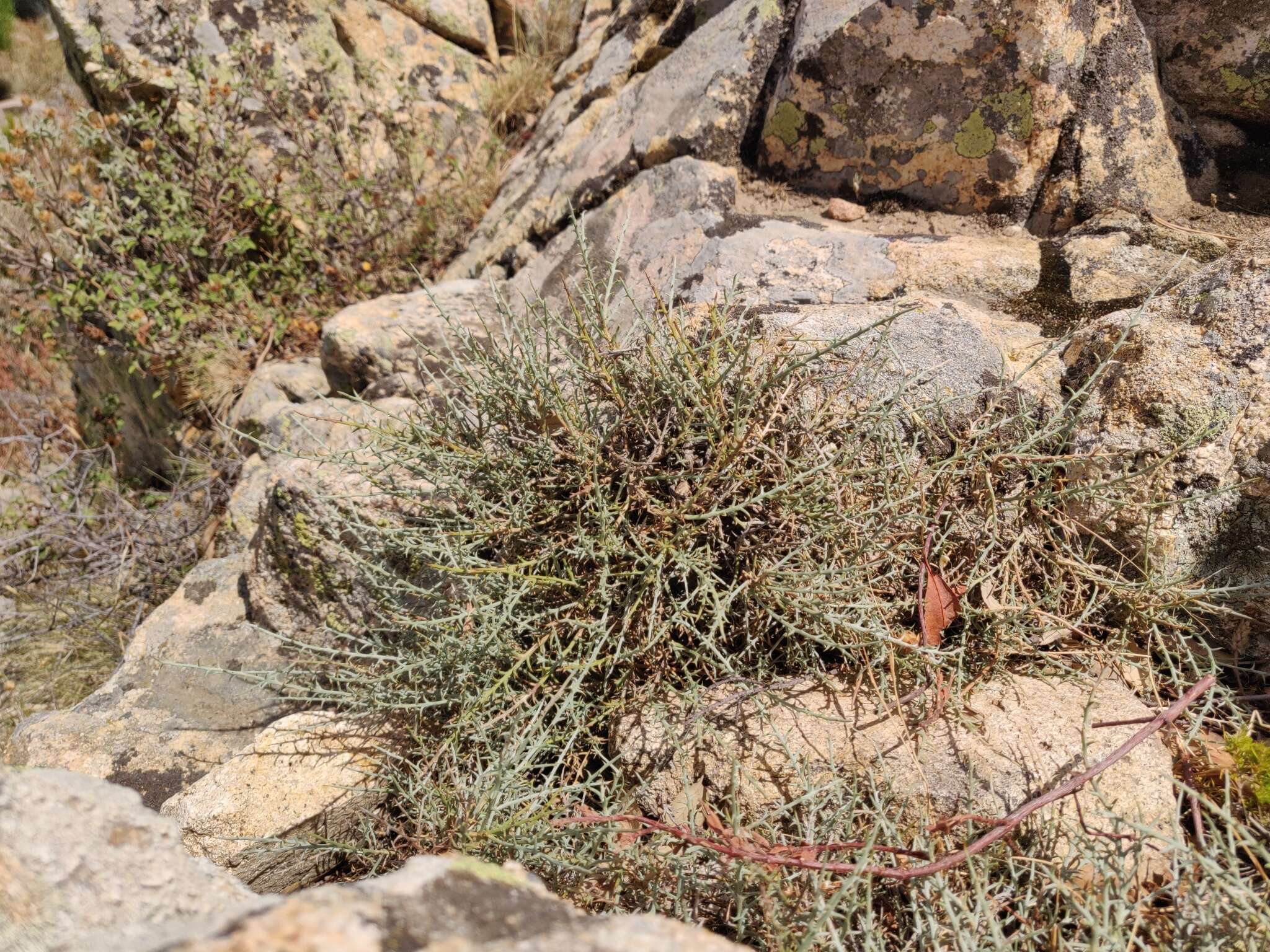 صورة Genista corsica (Loisel.) DC.