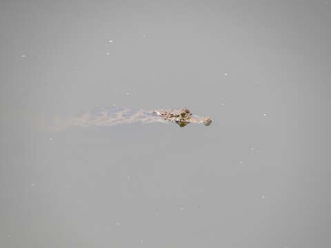 Image of Common caiman