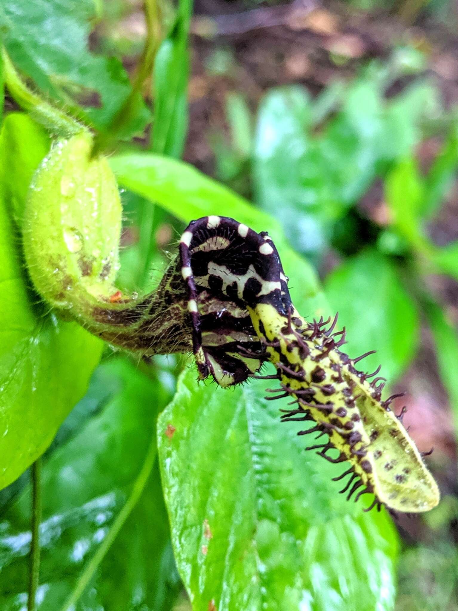 Plancia ëd Aristolochia pilosa Kunth