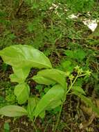 Image of Rinorea angustifolia (Thou.) Baill.