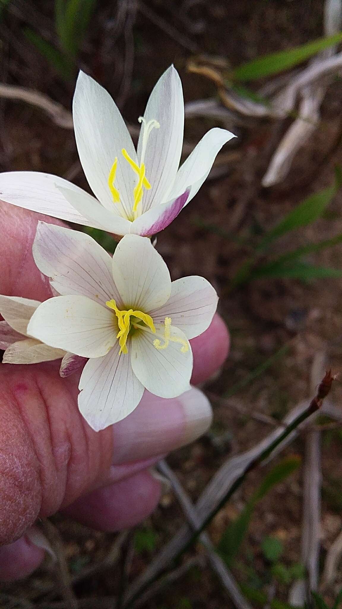 Image of Geissorhiza imbricata subsp. bicolor (N. E. Br.) Goldblatt