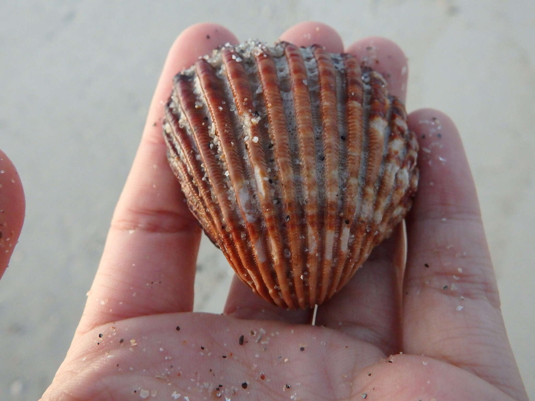 Imagem de Acanthocardia tuberculata (Linnaeus 1758)