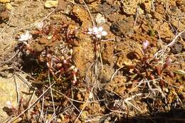 Image of Montia racemosa (Buchanan) Heenan