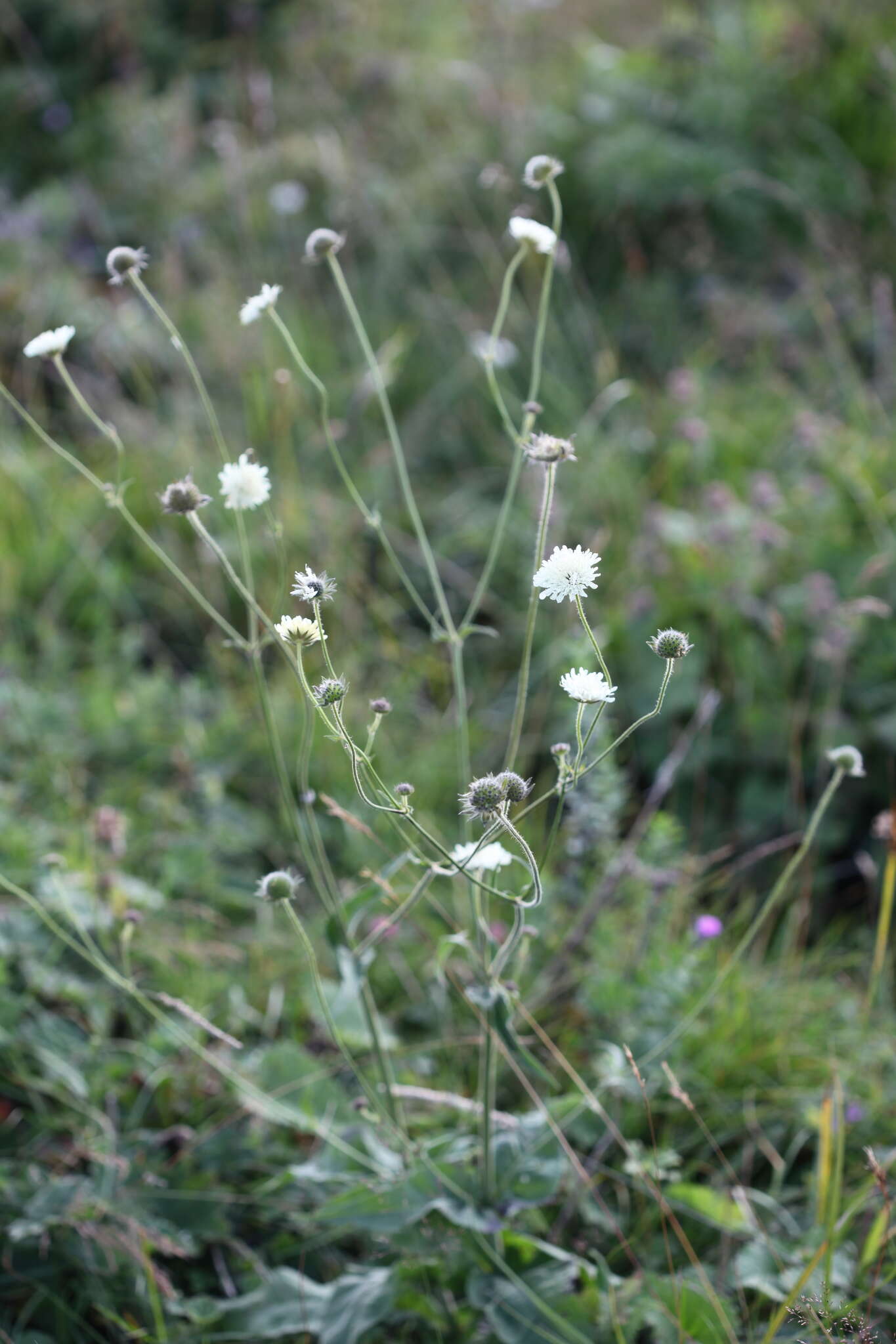 Image of Knautia involucrata Somm. & Lev.