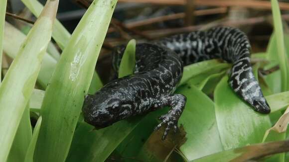 Image of Flatwoods salamander