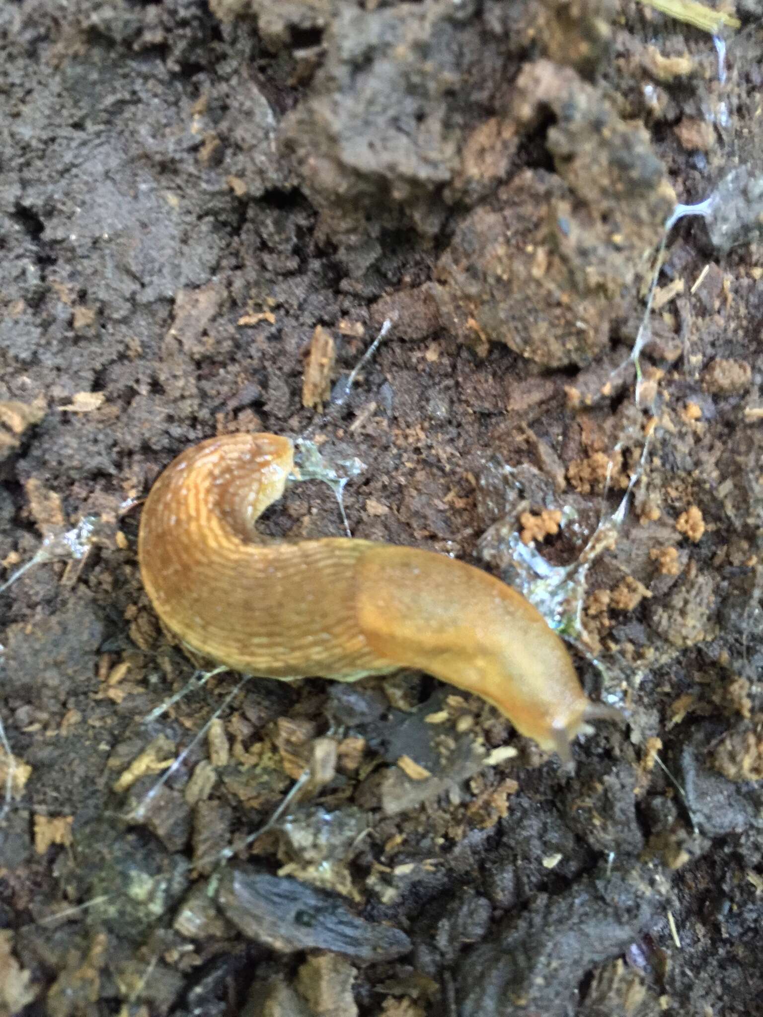 Image of Dusky Slug