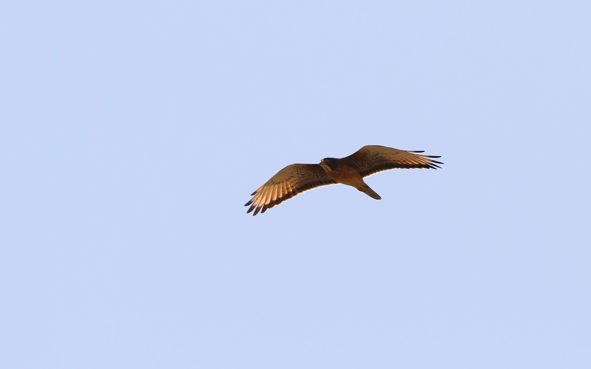 Image of Grasshopper Buzzard