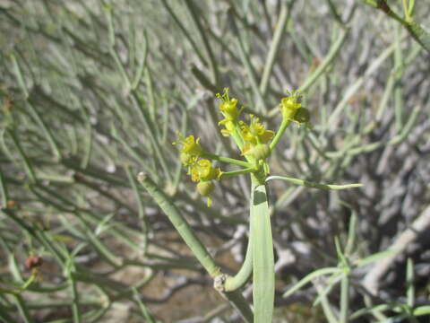 Слика од Euphorbia lamarckii Sweet