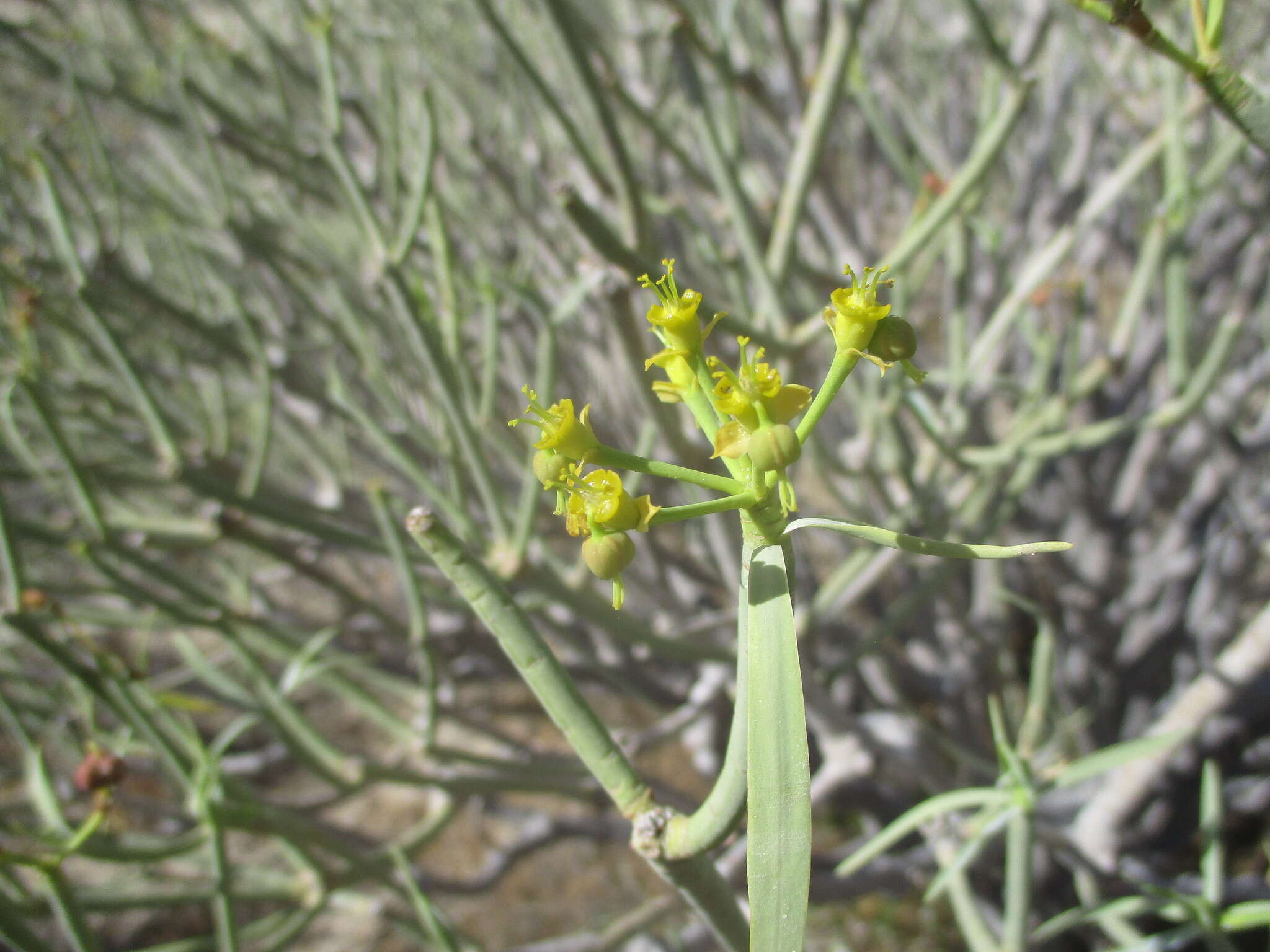 Image of Euphorbia lamarckii Sweet