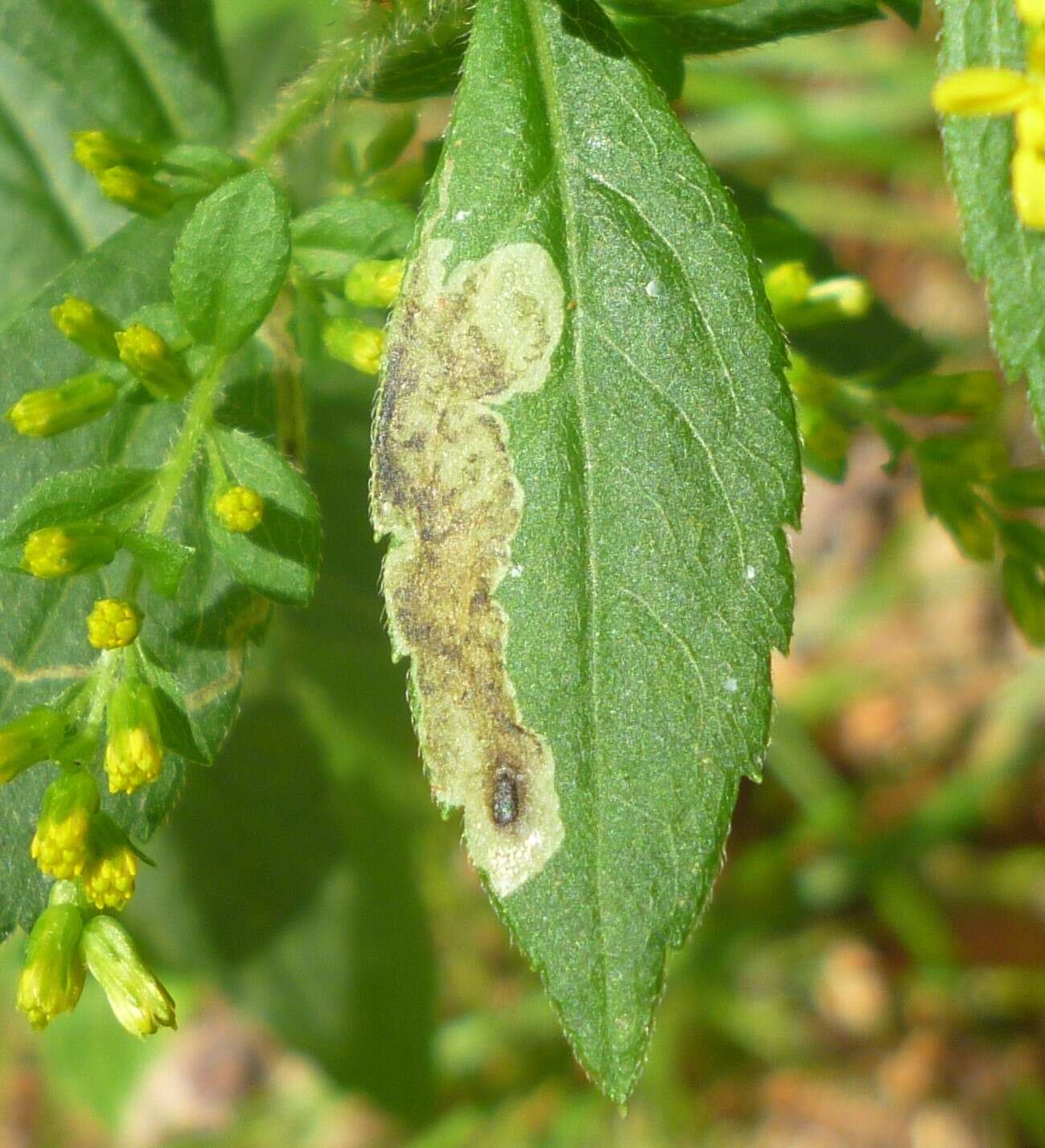 Image of Calycomyza solidaginis (Kaltenbach 1869)