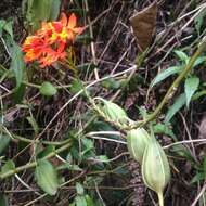 Plancia ëd Epidendrum radicans Pav. ex Lindl.