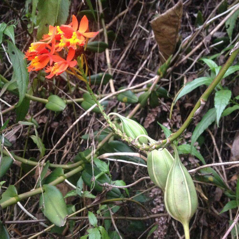 Plancia ëd Epidendrum radicans Pav. ex Lindl.