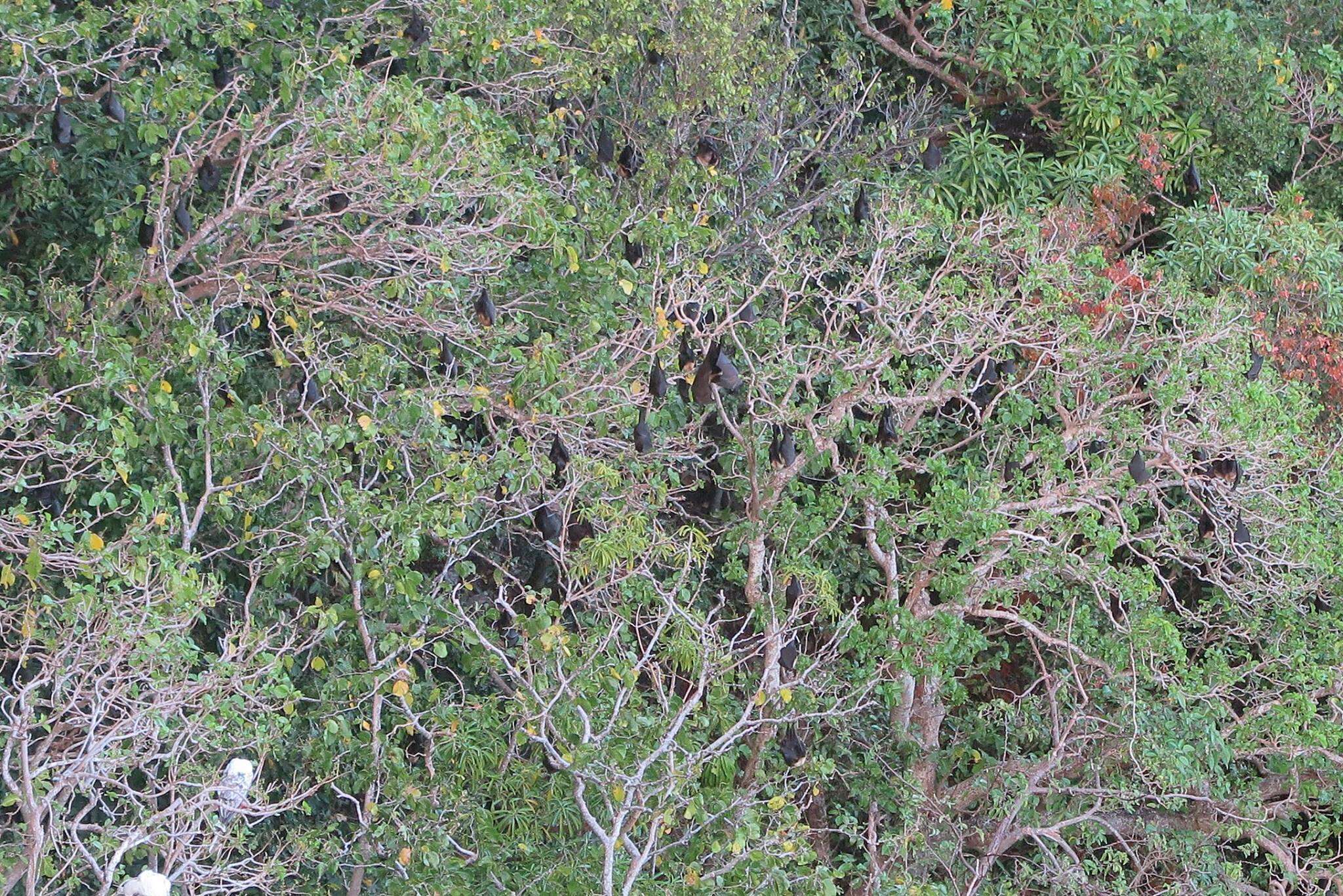 Image of Marianas Flying Fox