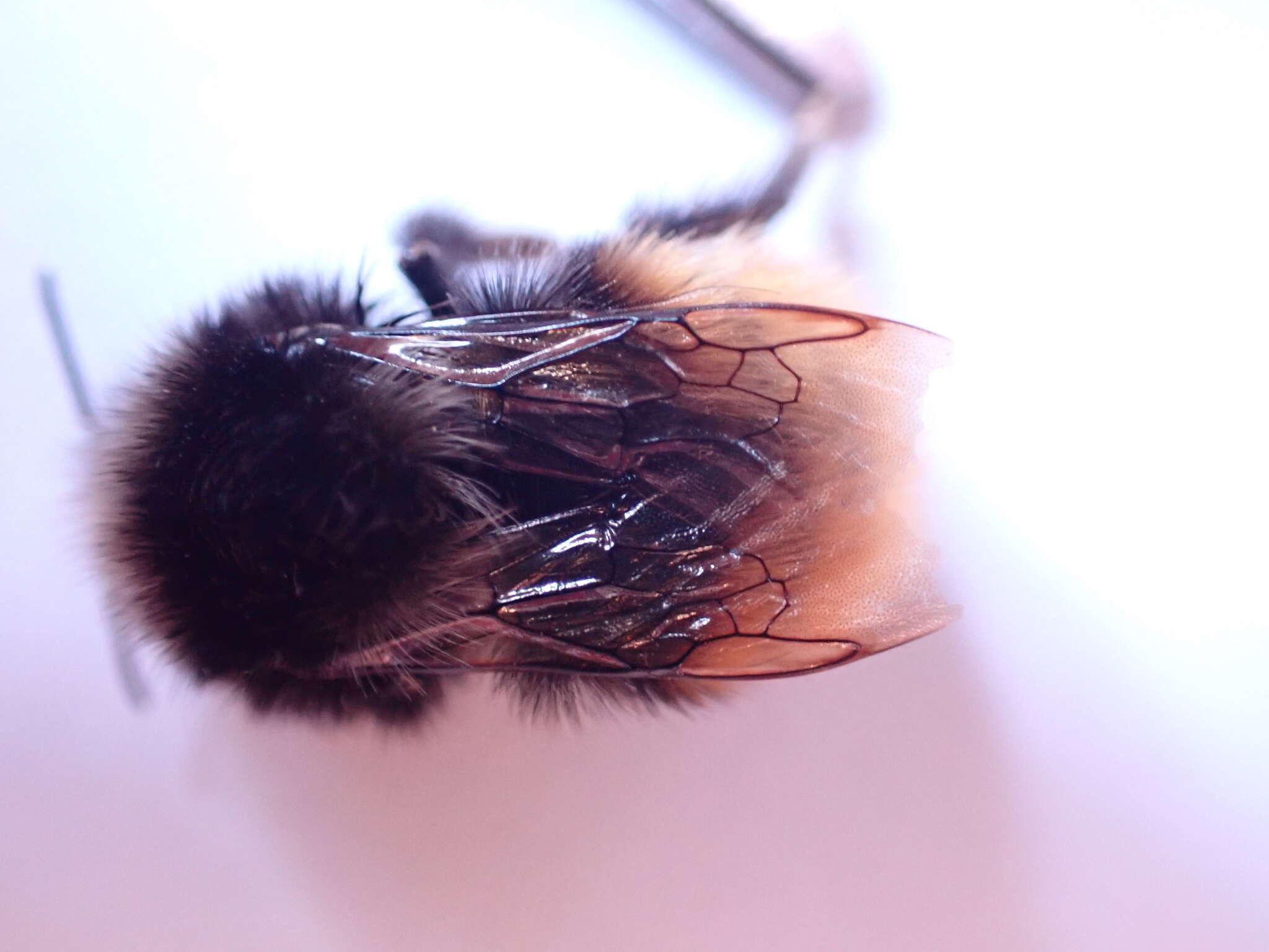 Image of Bombus monticola Smith 1849