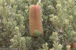 Image of cut-leaf banksia