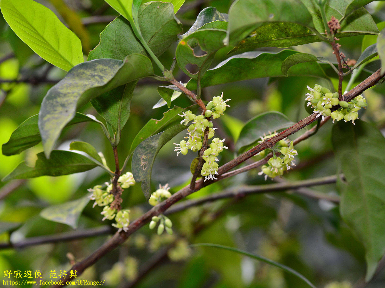 Image of Diplospora dubia (Lindl.) Masam.