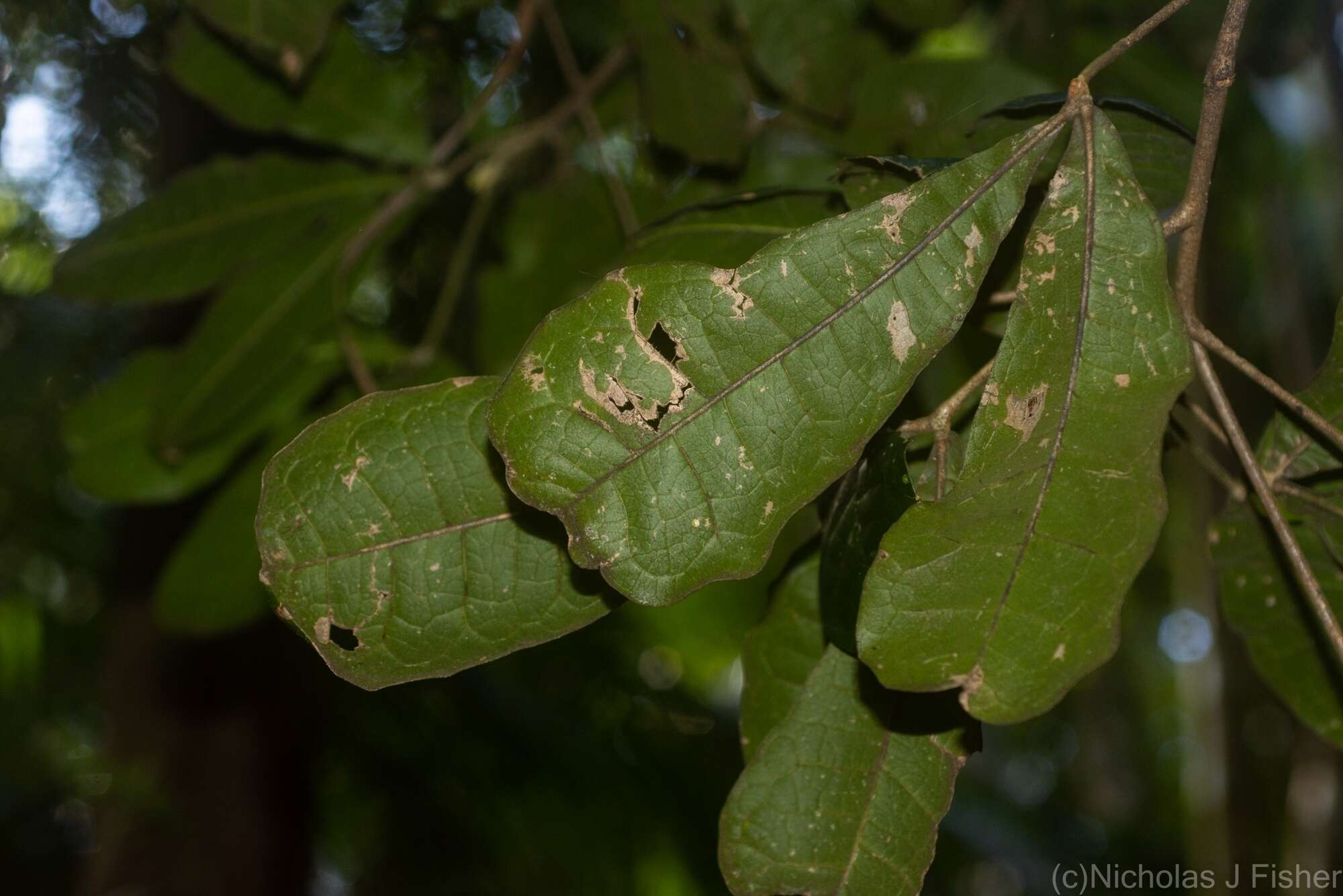 Image of Acronychia pubescens (Bailey) C. White