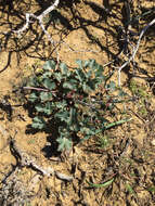 Image of shiny biscuitroot