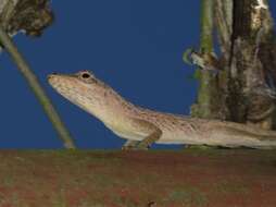 Image of Bronze Anole