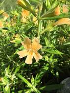 Image of southern bush monkeyflower