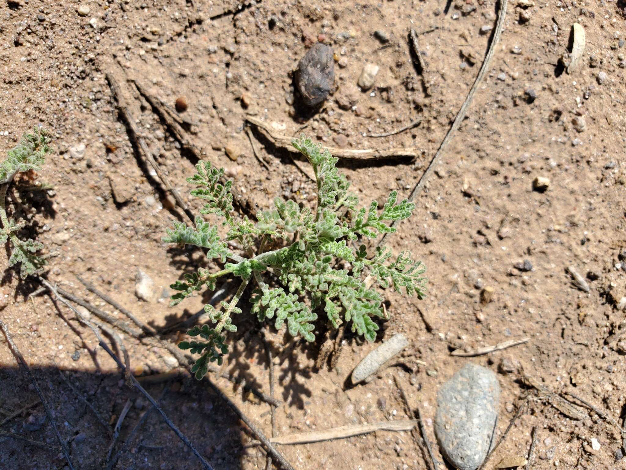 Plancia ëd Descurainia pinnata subsp. ochroleuca (Wooton) Detling