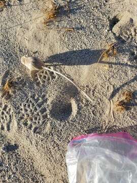 Image of Desert Kangaroo Rat