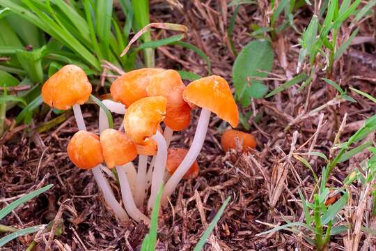 Image of Marasmius vagus