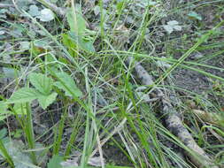 Image of meadow sedge