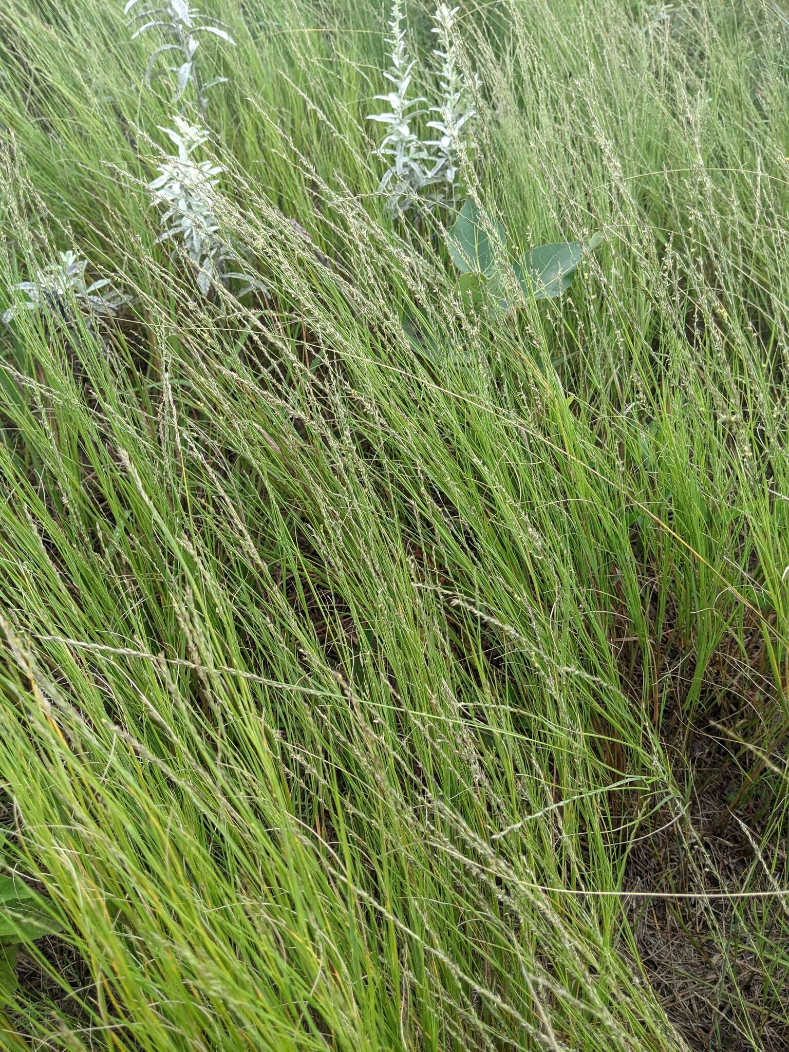 Image of plains muhly