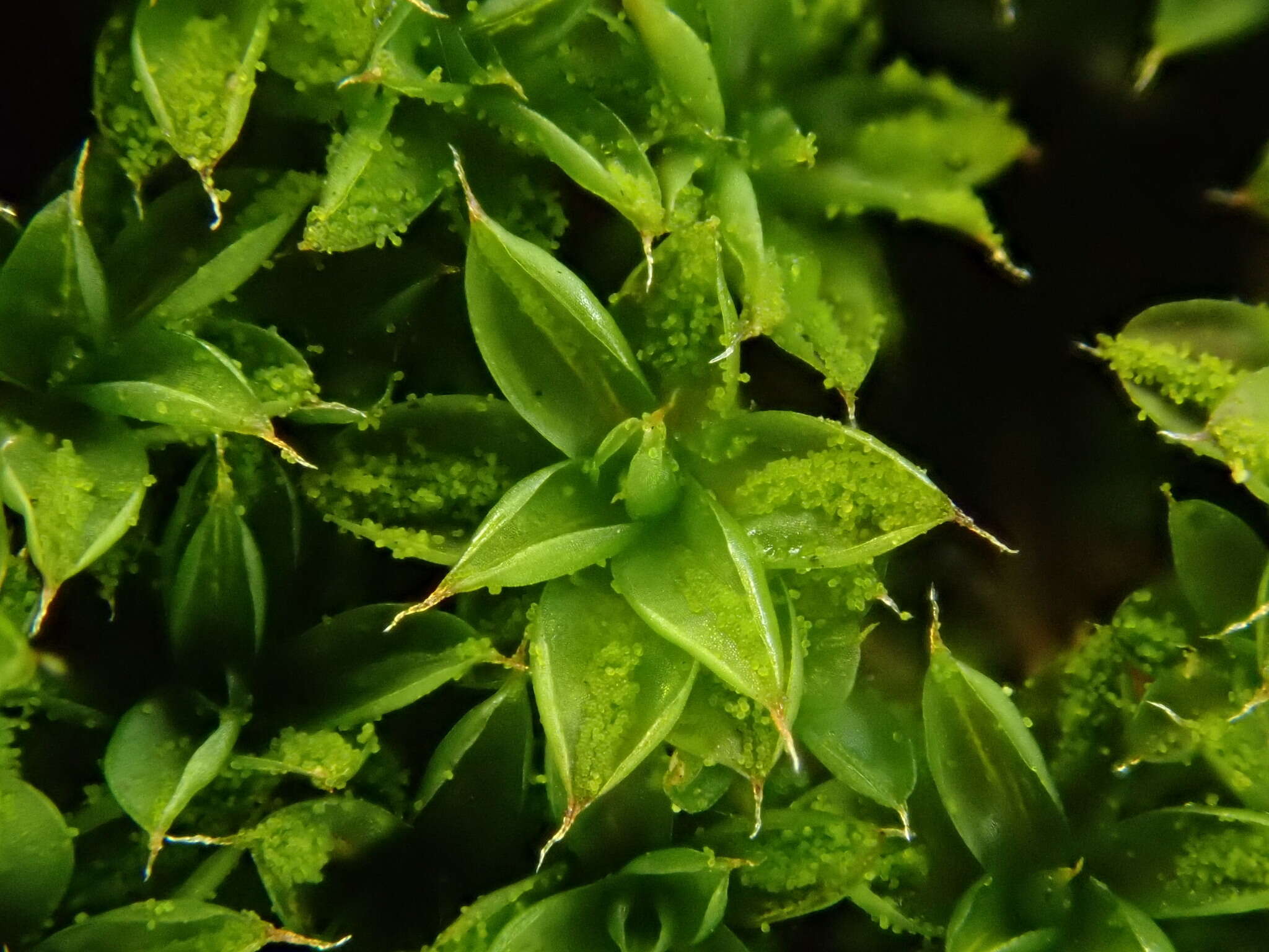 Image of Syntrichia papillosa Juratzka 1882