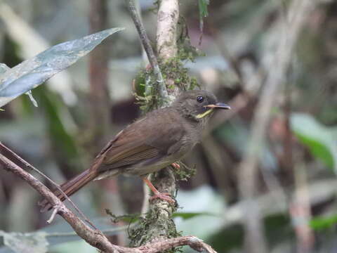 Eurillas latirostris (Strickland 1844)的圖片