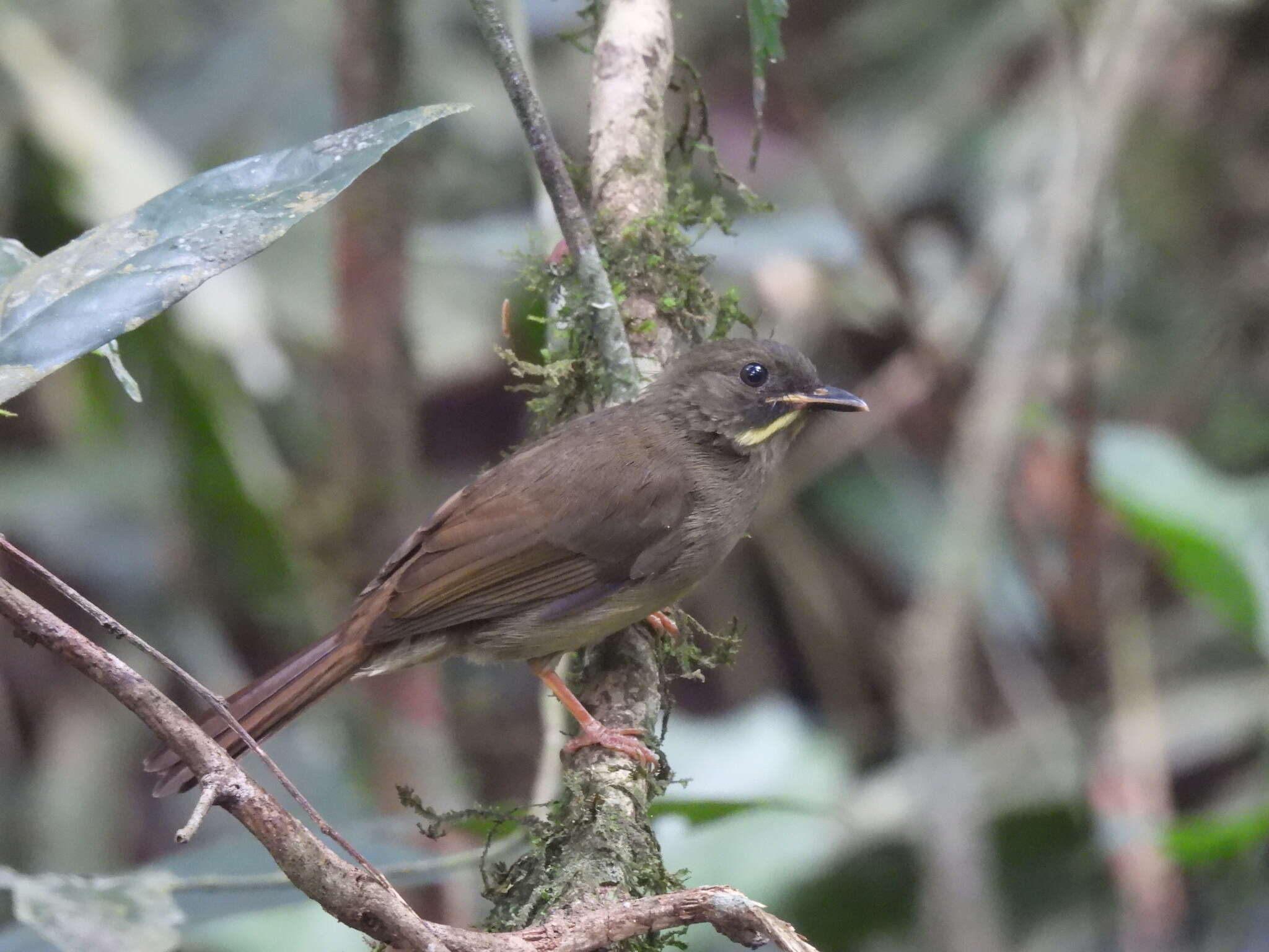 Imagem de Eurillas latirostris (Strickland 1844)