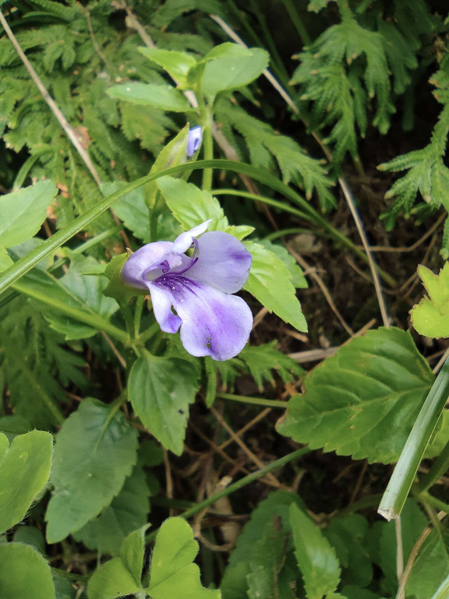 صورة Torenia asiatica L.