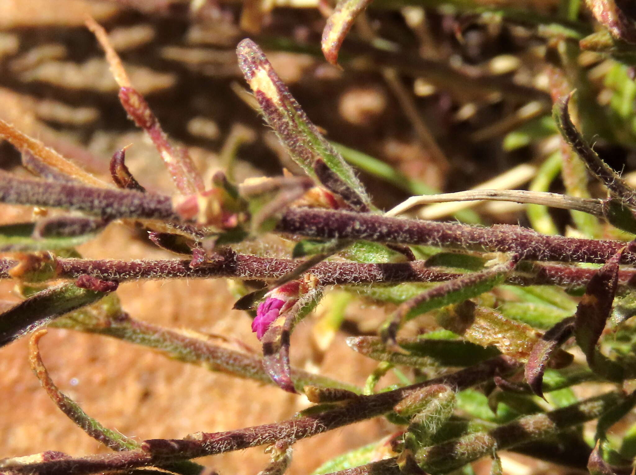 Image of Muraltia comptonii Levyns