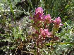 Image of toothed owl's-clover